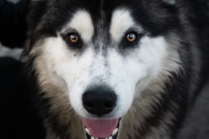 American Eskimo Dog