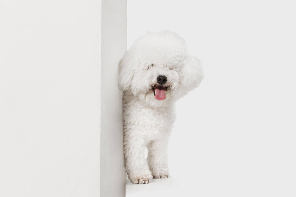 Bichon Frise Dog Breed