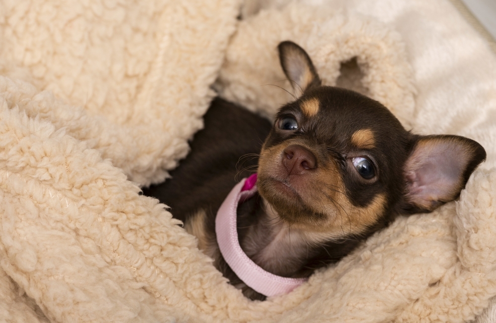Chihuahua Little Doggie