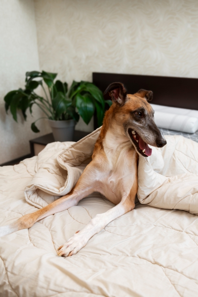Smiley Greyhound Dog Laying Bed